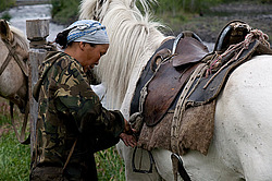 �������� ������ (Equus ferus caballus) �����, ����� ���� �����, ������� ������� ������, ���� ����, ������� �����, ������