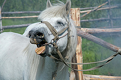 �������� ������ (Equus ferus caballus) �����, ����� ���� �����, ������� ������� ������, ���� ����, ������� �����, ������