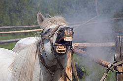 �������� ������ (Equus ferus caballus) �����, ����� ���� �����, ������� ������� ������, ���� ����, ������� �����, ������