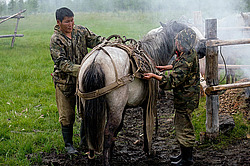�������� ������ (Equus ferus caballus) �����, ����� ���� �����, ������� ������� ������, ���� ����, ������� �����, ������