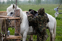 �������� ������ (Equus ferus caballus) �����, ����� ���� �����, ������� ������� ������, ���� ����, ������� �����, ������