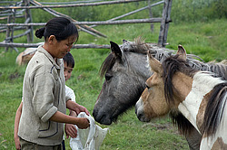�������� ������ (Equus ferus caballus) �����, ����� ���� �����, ������� ������� ������, ���� ����, ������� �����, ������