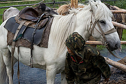 �������� ������ (Equus ferus caballus) �����, ����� ���� �����, ������� ������� ������, ���� ����, ������� �����, ������