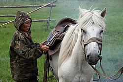 �������� ������ (Equus ferus caballus) �����, ����� ���� �����, ������� ������� ������, ���� ����, ������� �����, ������
