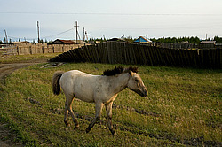 �������� ������ (Equus ferus caballus) ������ ����(����), ������� �����, ������