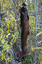 ������, ������, ���������� ����, ������� �����, ���� ����, ������ ������