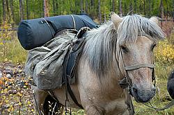 �������� ������ (Equus ferus caballus) ������ ������, ���� ����, ������� �����, ������