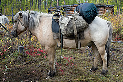 �������� ������ (Equus ferus caballus) ������ ������, ���� ����, ������� �����, ������