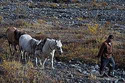 �������� ������ (Equus ferus caballus) ������ ���� ������-������, ������� ������, ������� �����, ������