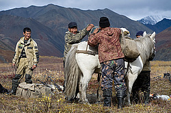 �������� ������ (Equus ferus caballus) ������ ���� ������-������, ������� ������, ������� �����, ������