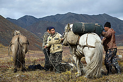 �������� ������ (Equus ferus caballus) ������ ���� ������-������, ������� ������, ������� �����, ������