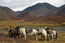 �������� ������ (Equus ferus caballus) ������ ���� ������-������, ������� ������, ������� �����, ������