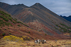 �������� ������ (Equus ferus caballus) ������ ���� ����������, ������� ������, ������� �����, ������