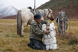 �������� ������ (Equus ferus caballus) ������ ���� ����������, ������� ������, ������� �����, ������