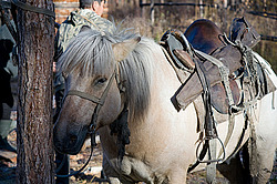 �������� ������ (Equus ferus caballus) ���� ����, ������� �����, ������