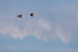 ������� ������� (Podiceps cristatus) �������� �������������, ������������� ������������ ����, ��������