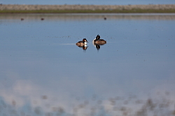 ������� ������� (Podiceps cristatus) �������� �������������, ������������� ������������ ����, ��������