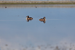 ������� ������� (Podiceps cristatus) �������� �������������, ������������� ������������ ����, ��������