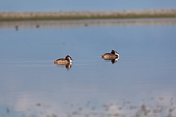 ������� ������� (Podiceps cristatus) �������� �������������, ������������� ������������ ����, ��������