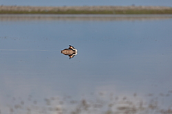 ������� ������� (Podiceps cristatus) �������� �������������, ������������� ������������ ����, ��������