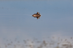 ������� ������� (Podiceps cristatus) �������� �������������, ������������� ������������ ����, ��������