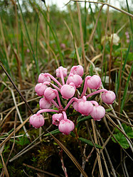 ����� ���������������� ������