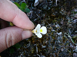 ����� ���������������� ������