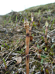 ����� ���������������� ������