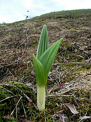 ����� ���������������� ������