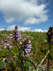 ����� ���������������� ������