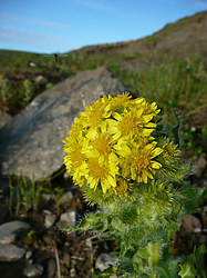 ����� ���������������� ������