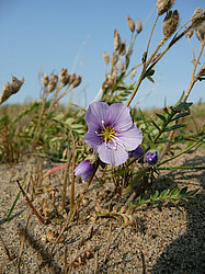 ����� ���������������� ������