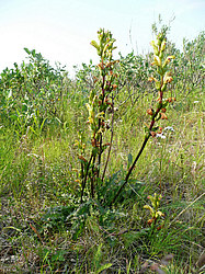 ����� ���������������� ������