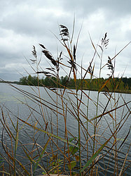 ����� ������������ �������