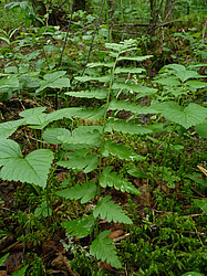 ����� ������������ �������