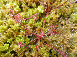 ����� ������������ �������