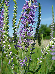 ����� ������������ �������