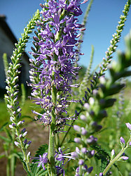 ����� ������������ �������