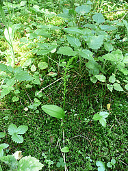 ����� ������������ �������