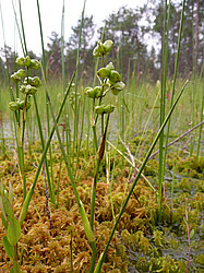 ����� ������������ �������