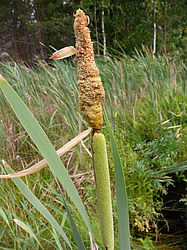 ����� ������������ �������