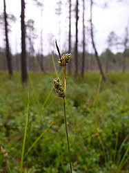 ����� ������������ �������