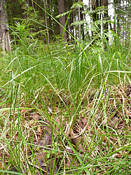 ����� ������������ �������