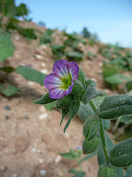 ����� ������������ �������