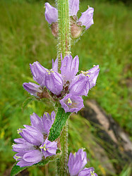 ����� ������������ �������