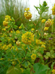 ����� ������������ �������