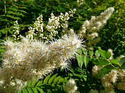 ����� ������������ �������