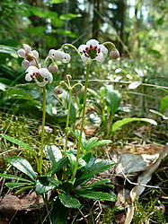 ����� ������������ �������