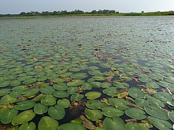 ����� ���������� ���������