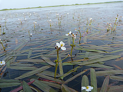 ����� ���������� ���������